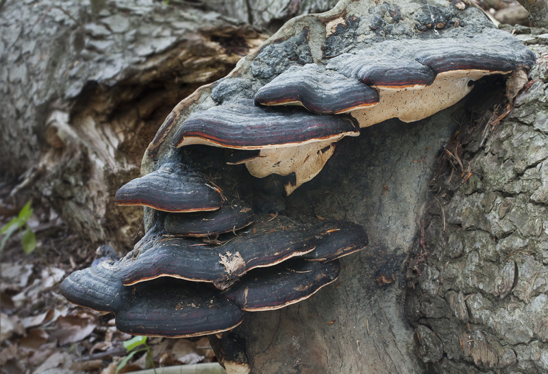 Fomitopsis pinicola